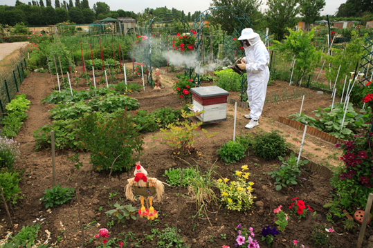 apiculture