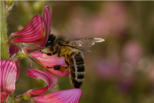 abeille